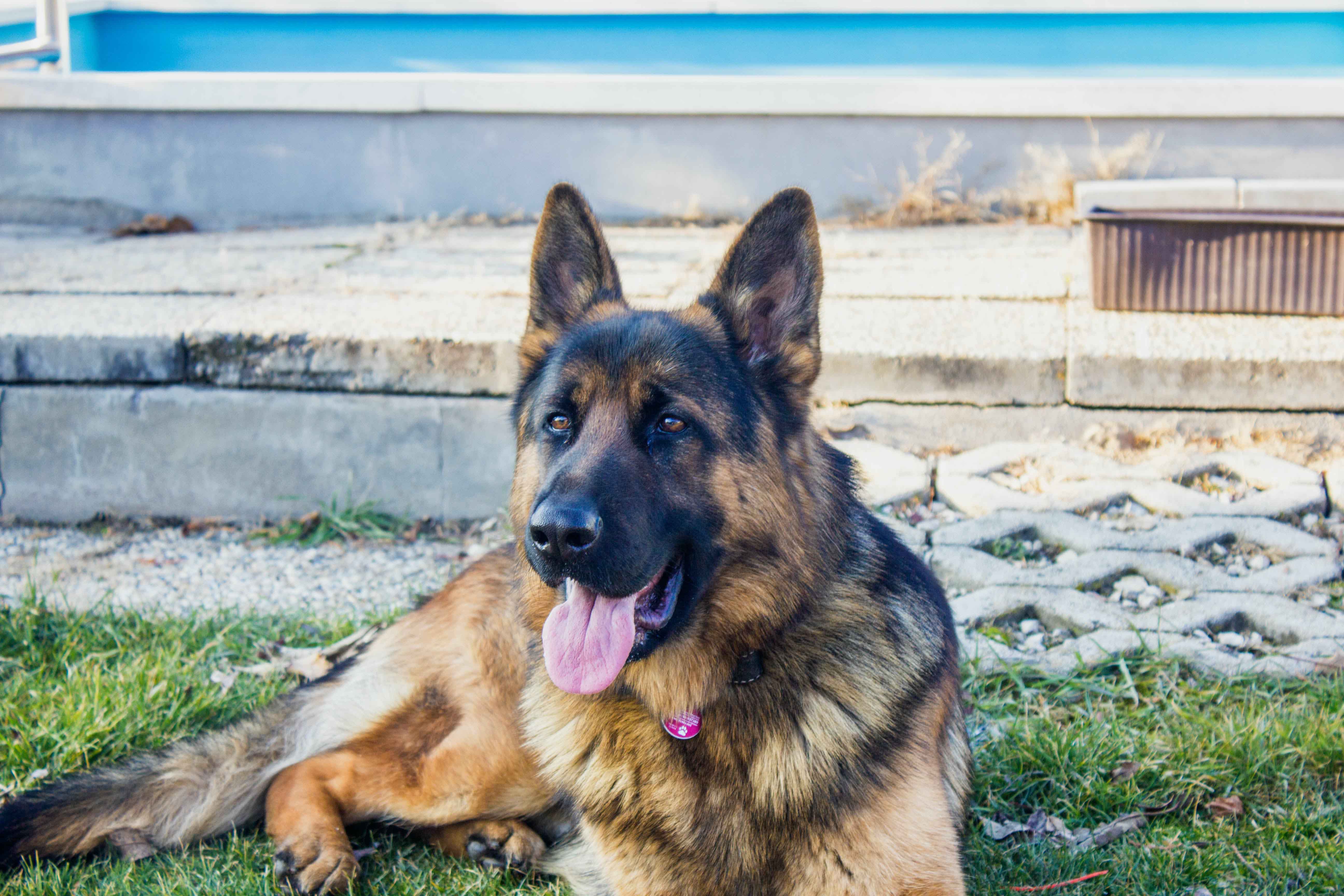 German-Shepherd